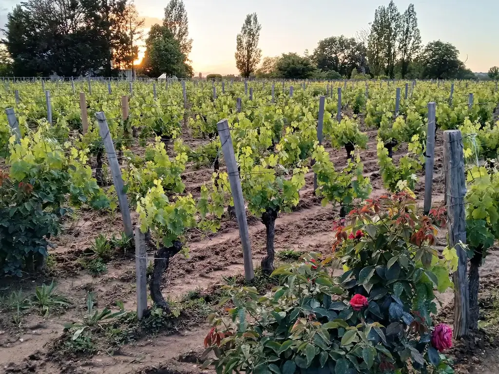 vignes d'illustration des différents cépages aux chateau des capucins